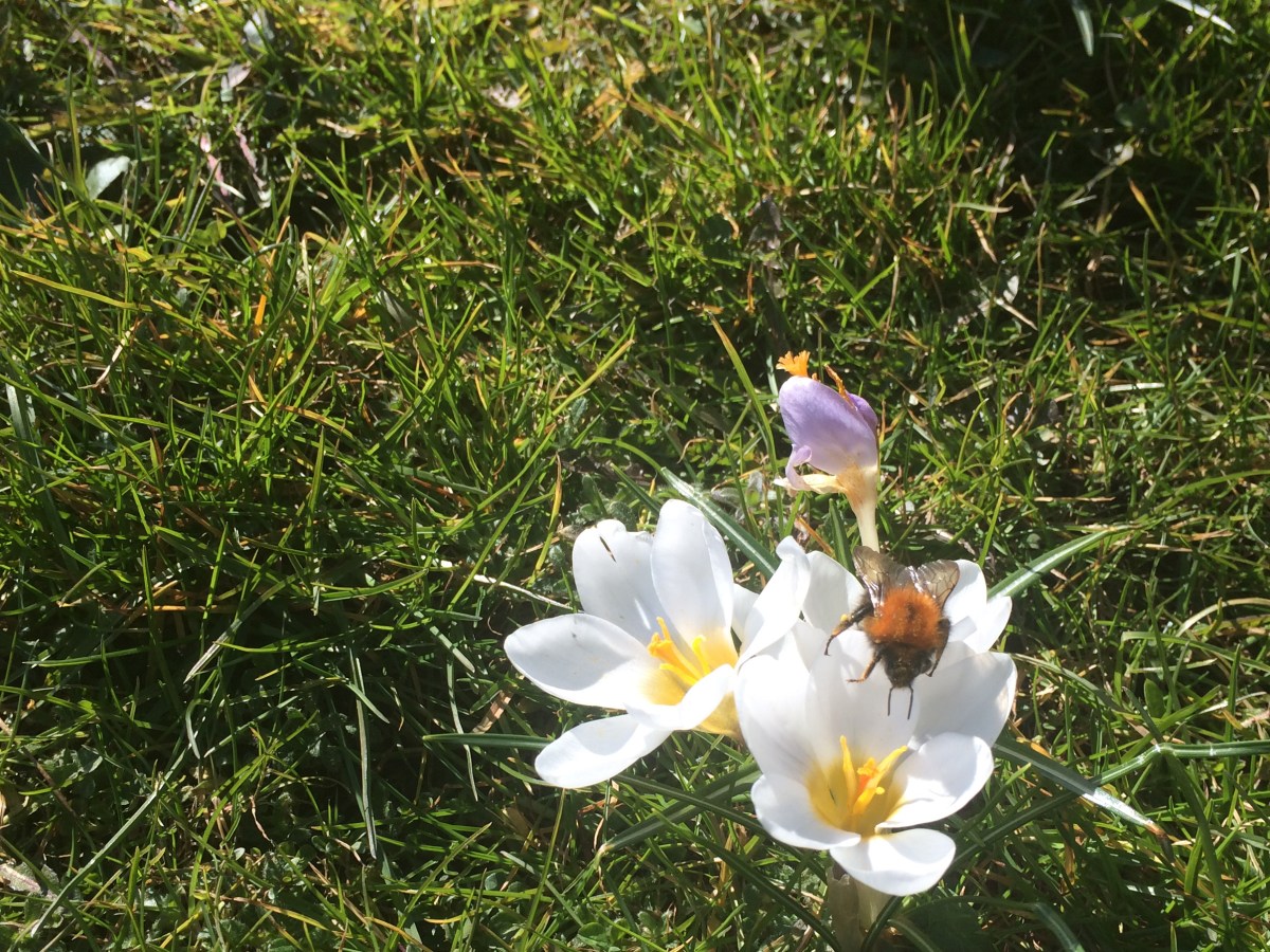 Världens bästa hemmagym