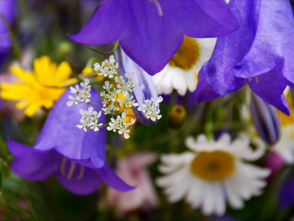 Glad midsommar med&nbsp;Laxtårta